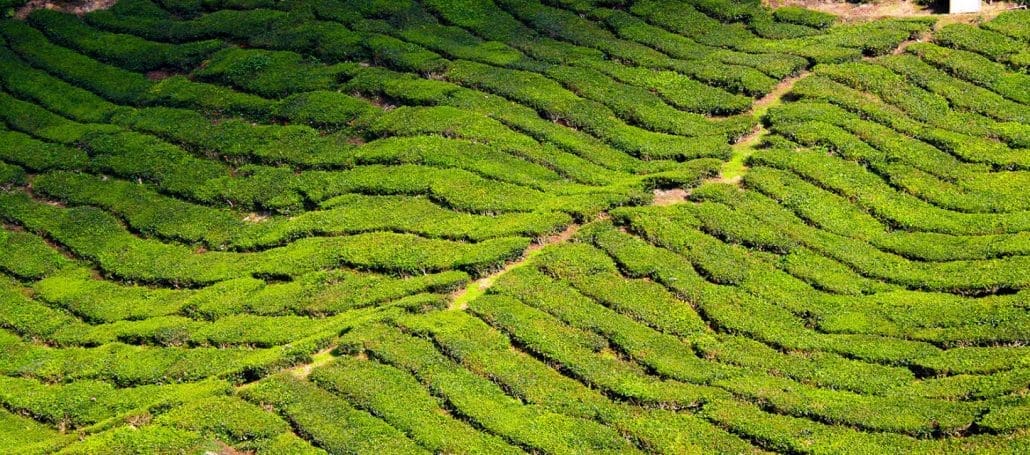 Cameron Highlands