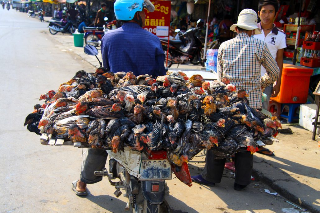Strassenhändler mit Lebenden Tieren in Phnom Penh