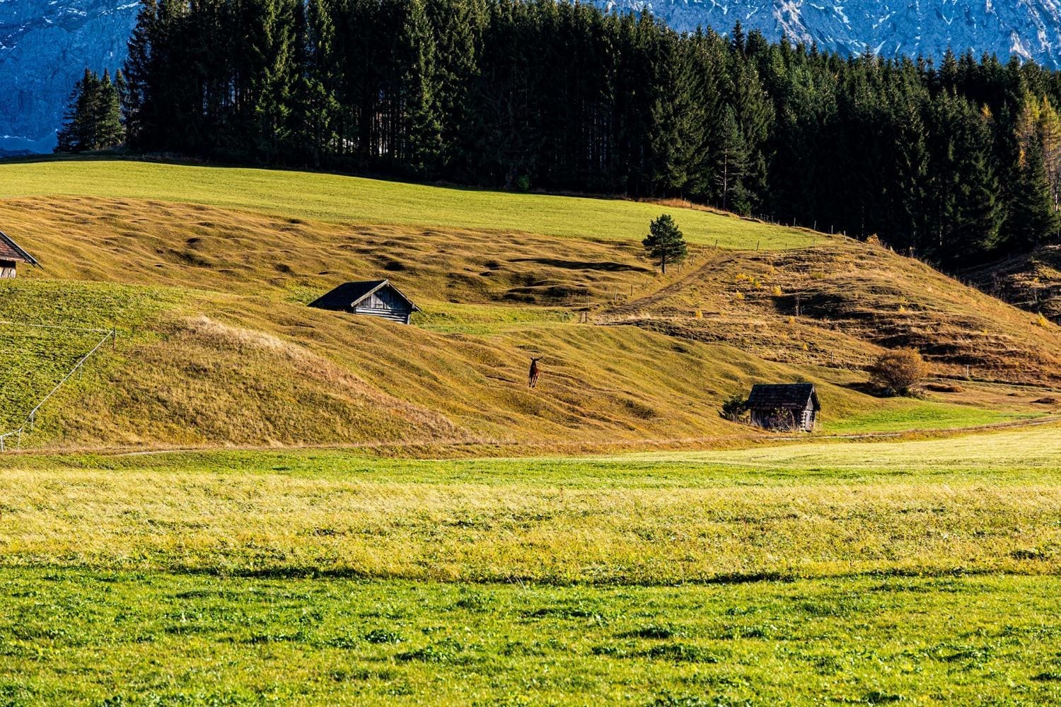 Hirsch Goas Alm