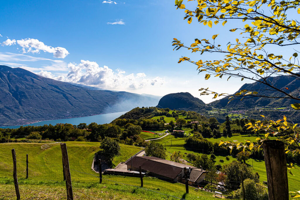 Olivenöl vom Gardasee