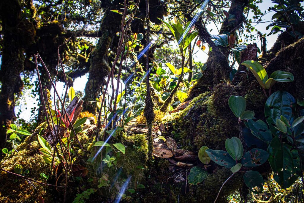Mossy Forest - Cameron Highlands