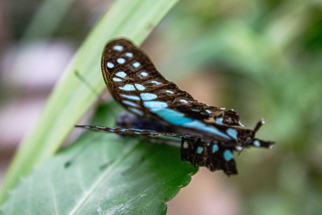Schmetterlingsfarmen - Cameron Highlands