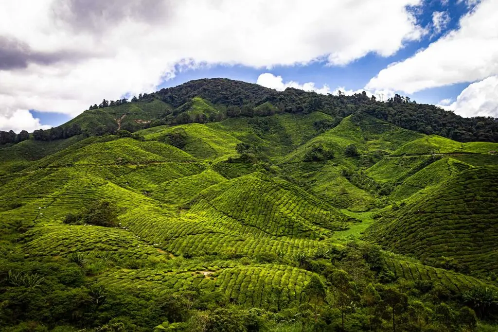 Teeplantage Boah - Cameron Highlands