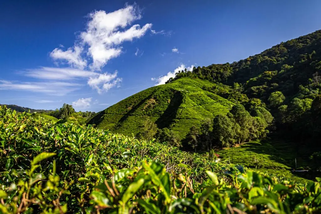 Teeplantage - Cameron Highlands