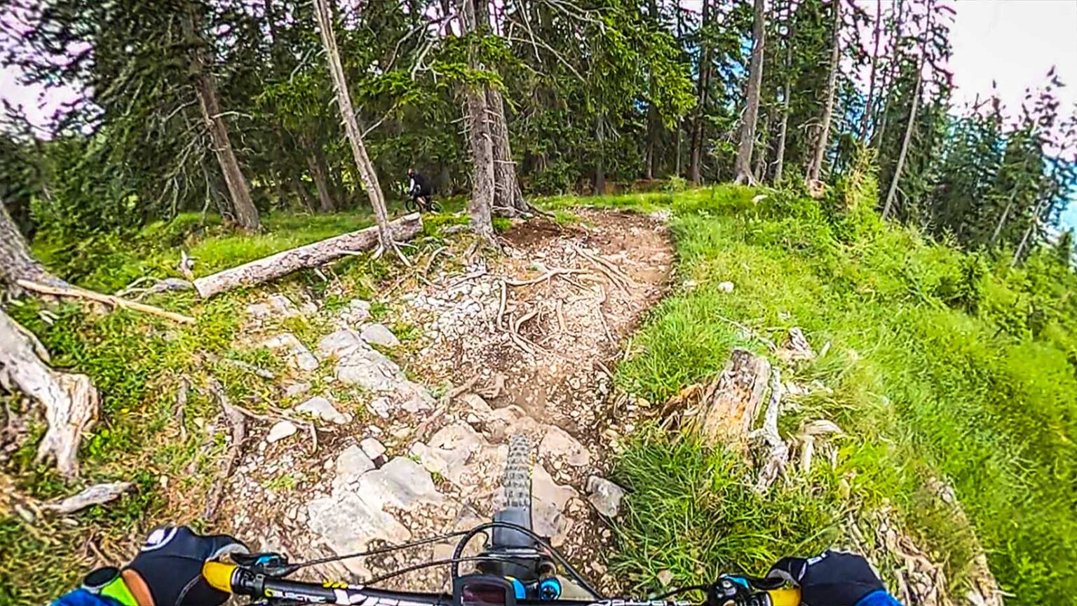 Forest Aisle Trail