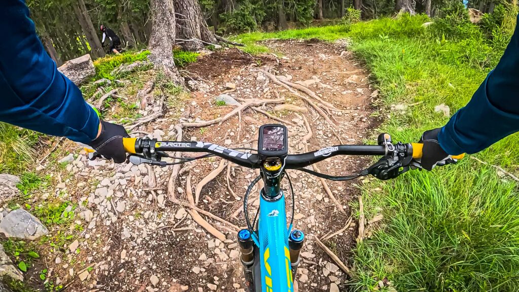 Forest Aisle Trail